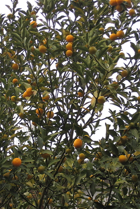 a0164011_21471173.jpg
