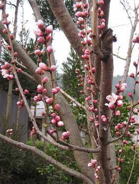 a0164011_2147272.jpg