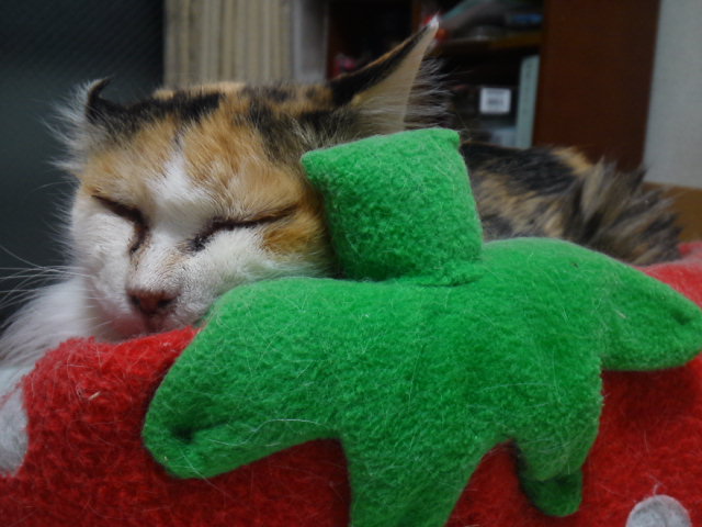 a0206019_00050332.jpg