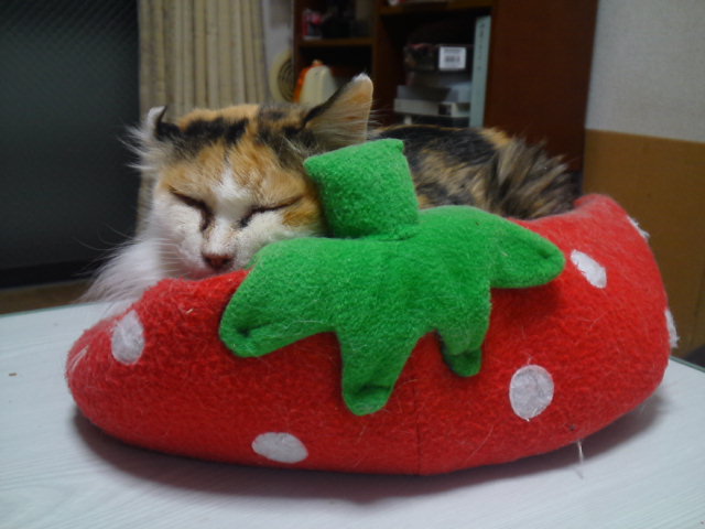 a0206019_00051343.jpg