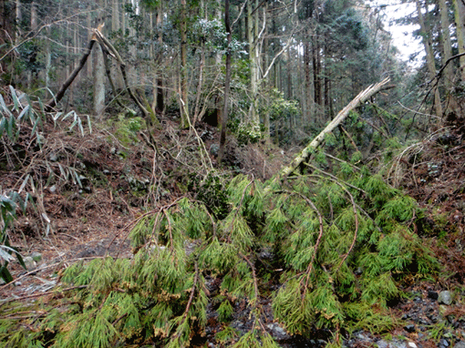 a0056140_174305.gif