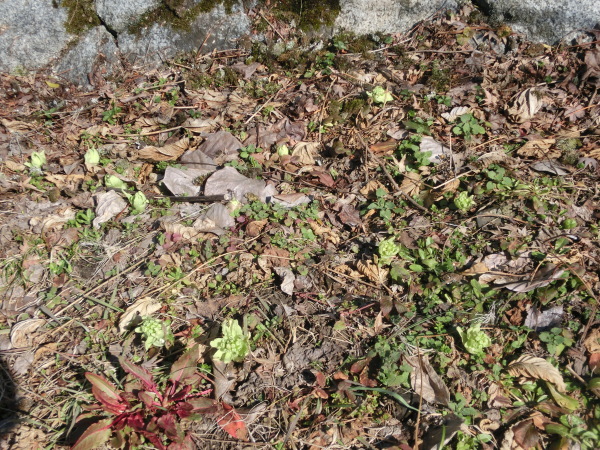 b0132746_21570251.jpg