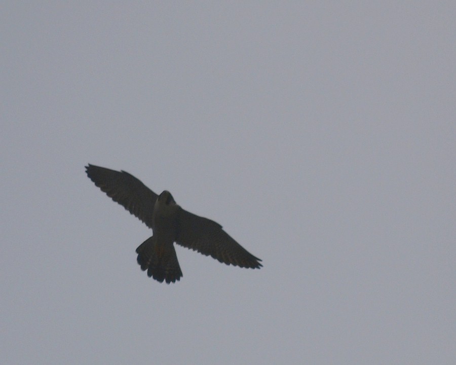 f0124451_2321468.jpg