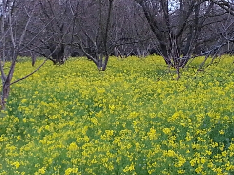 e0306075_1838266.jpg