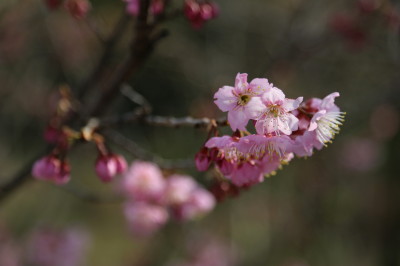 f0037378_1723675.jpg