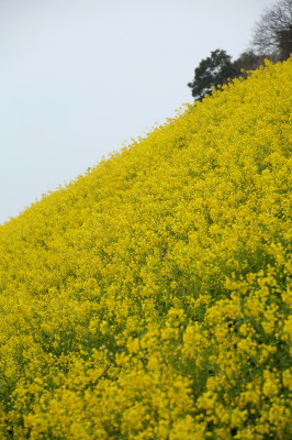 f0037378_1749573.jpg