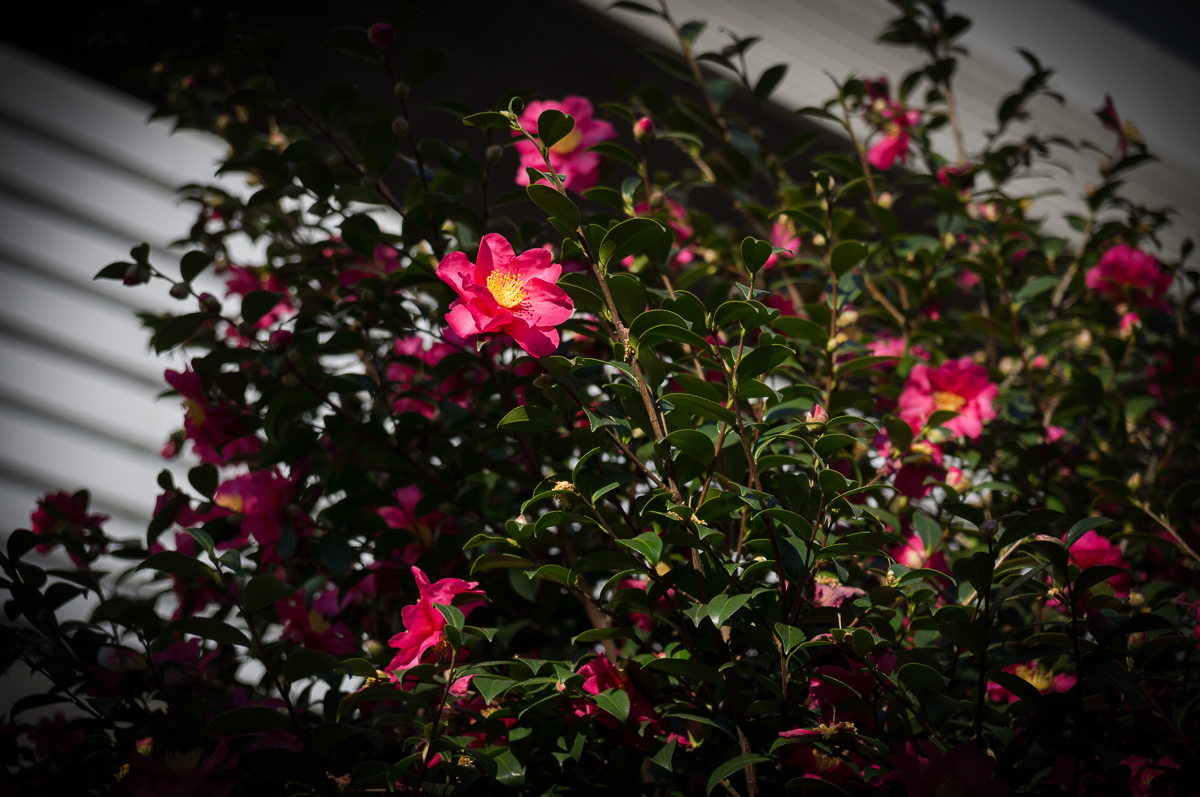 a0185693_23511678.jpg
