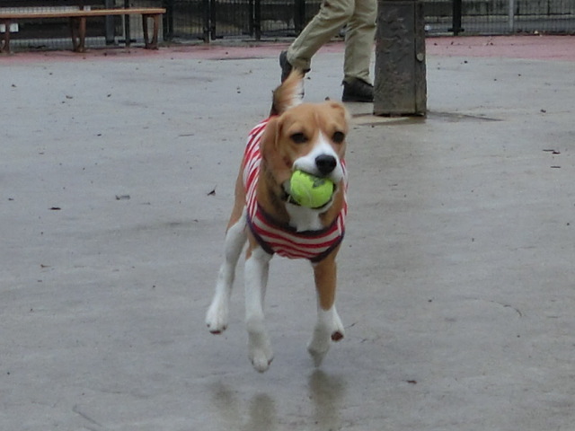a0319693_8582129.jpg