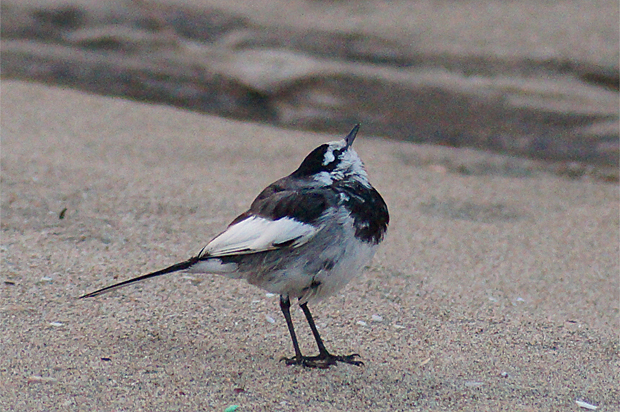 f0214649_534538.jpg