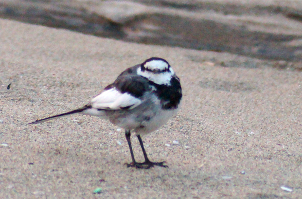 f0214649_535756.jpg