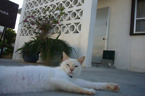 c0153966_953161.jpg