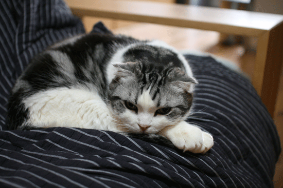 c0011300_22265712.gif