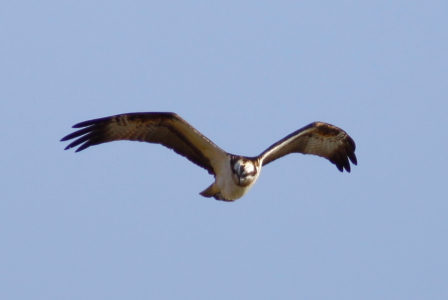 e0303064_22434445.jpg