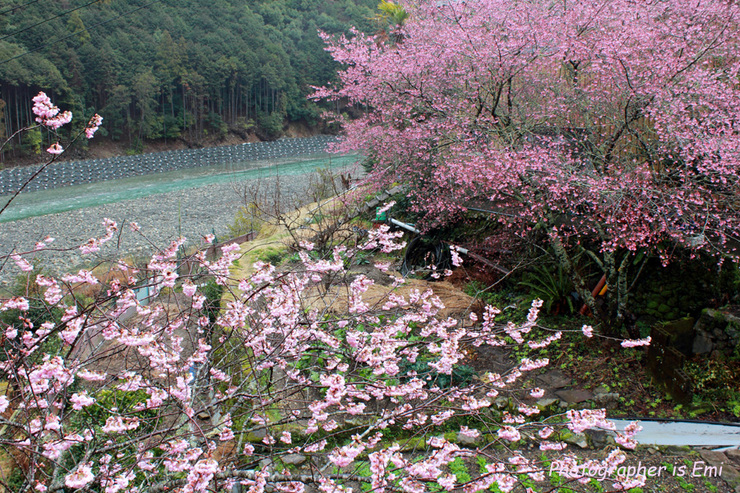e0083238_0453222.jpg