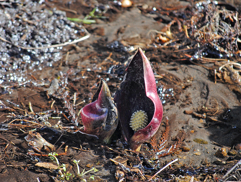 a0001354_19582012.gif