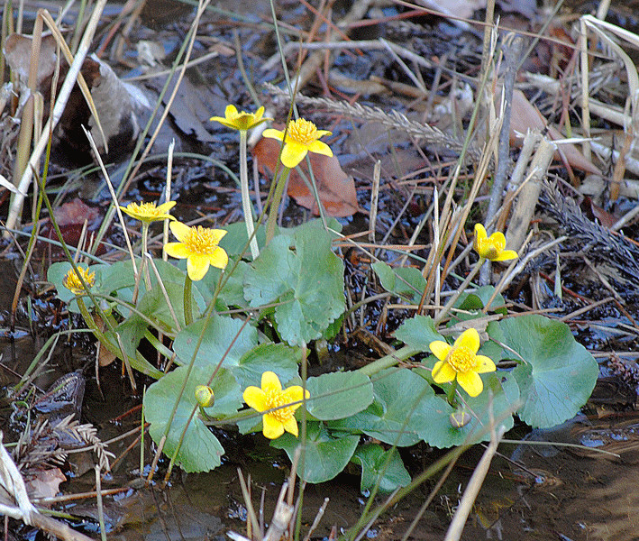 a0001354_2011312.gif