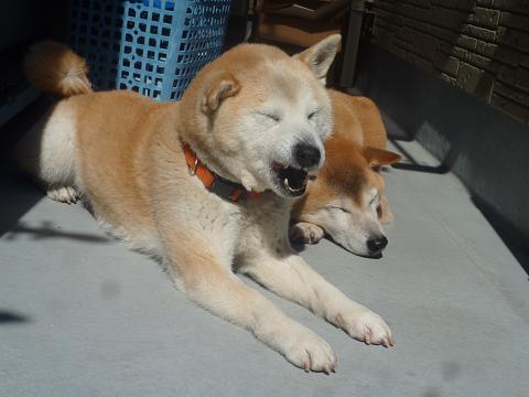 c0123890_2052176.jpg