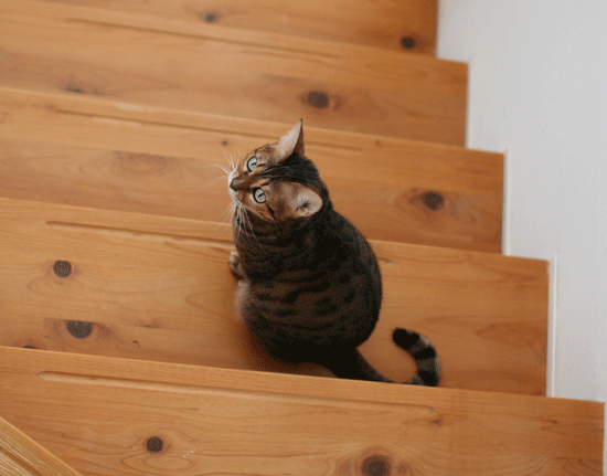 c0011300_2215215.gif
