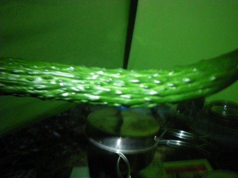 f0046250_1051187.jpg