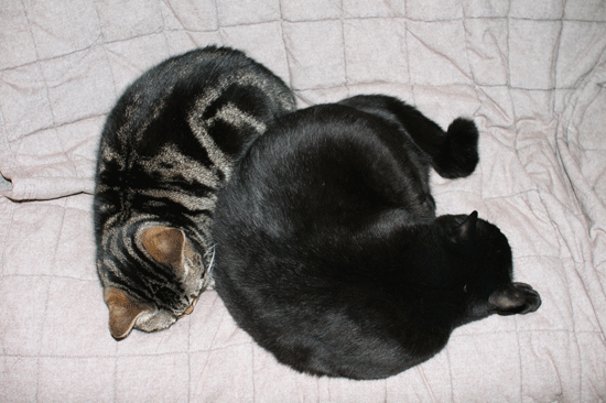 c0011300_22452245.gif