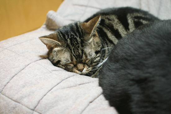 c0011300_22452516.gif