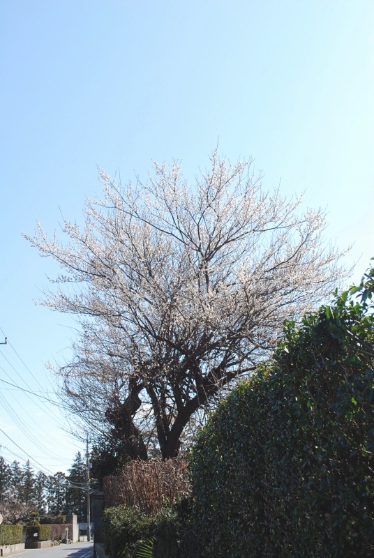 e0025300_13551385.jpg