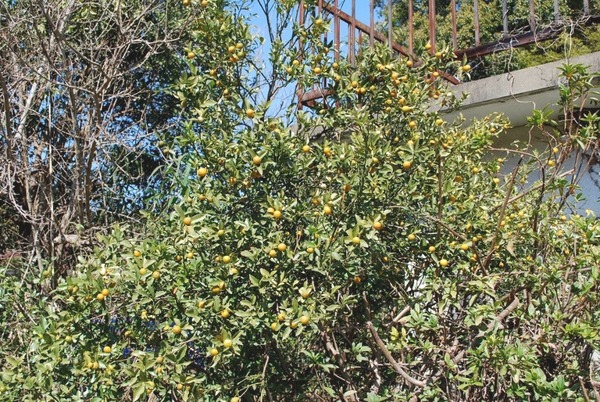 e0025300_1433917.jpg