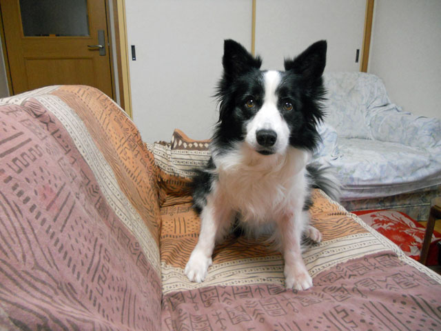 d0059230_8293831.jpg