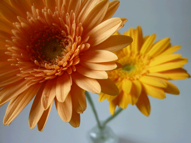 c0225153_4221754.gif