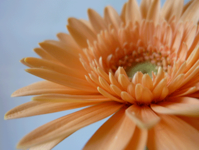 c0225153_514015.gif