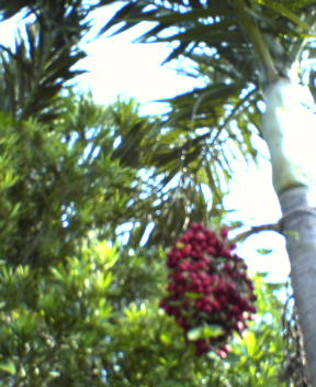 f0137483_085371.jpg