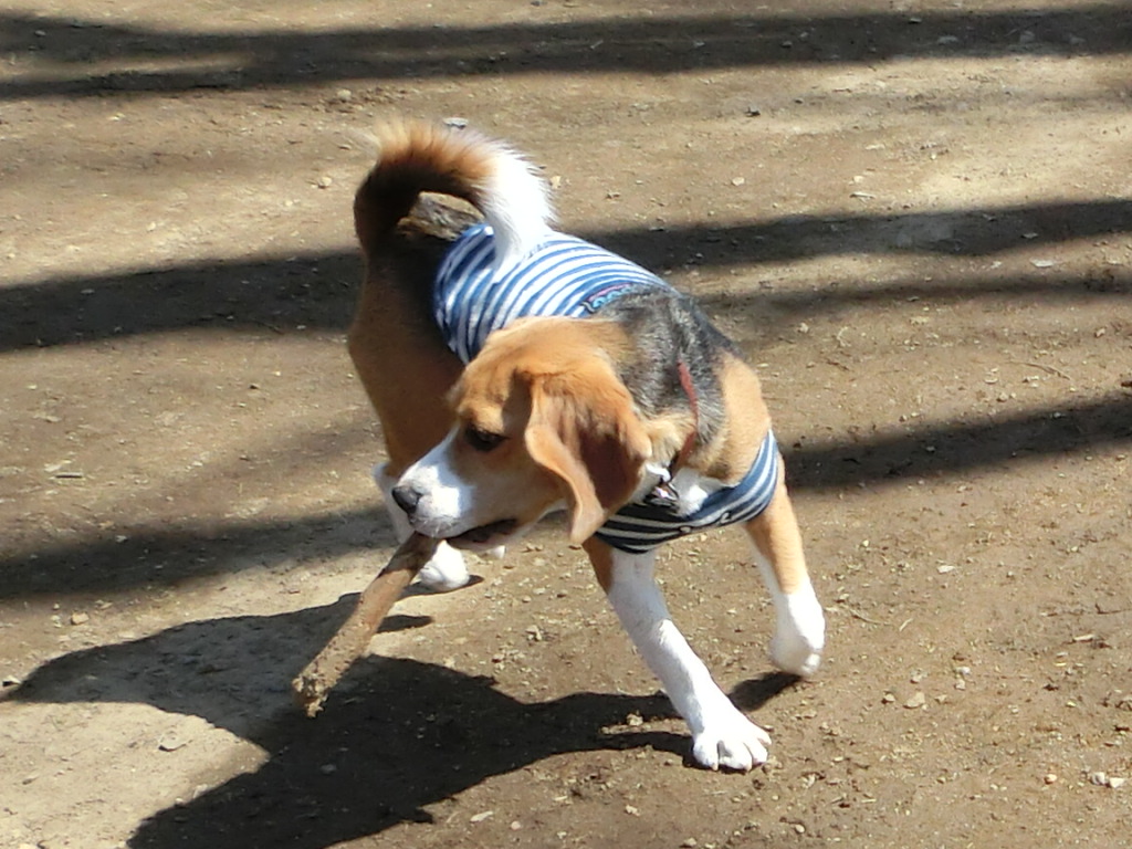 a0319693_151264.jpg