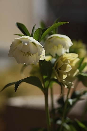e0209997_2049732.jpg