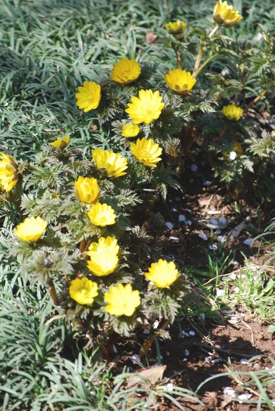 e0025300_1236517.jpg
