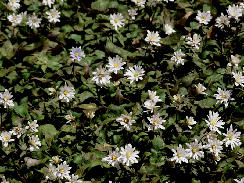 c0042418_911418.jpg
