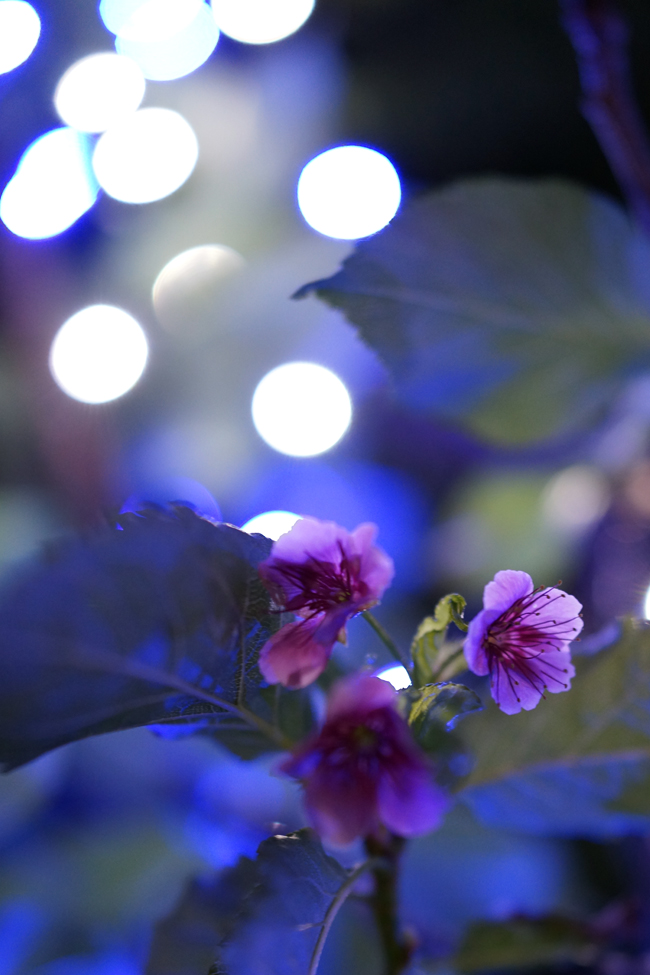 b0049152_232356100.jpg
