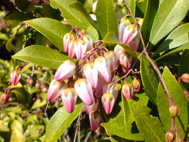 e0145782_14224377.jpg