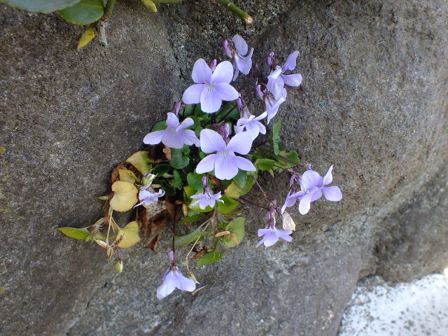 e0145782_14281021.jpg