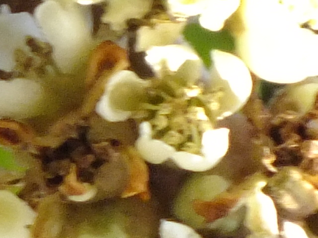 e0145782_1429426.jpg