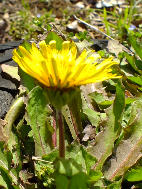 e0145782_14394584.jpg