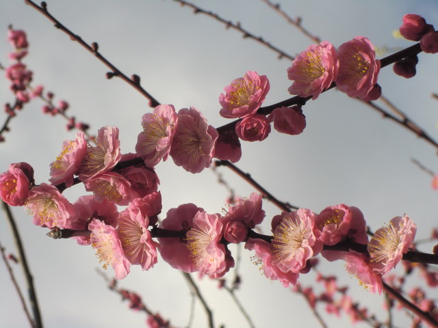 b0044296_21125624.jpg
