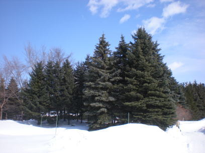 b0001440_1351346.jpg