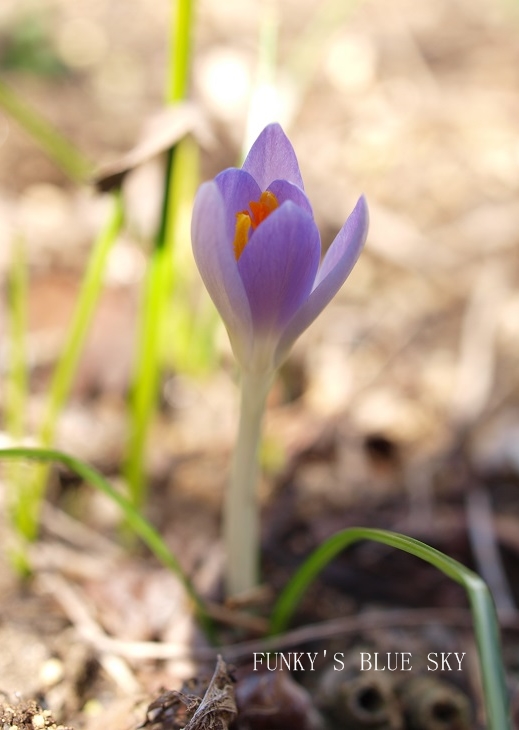 c0145250_11411940.jpg