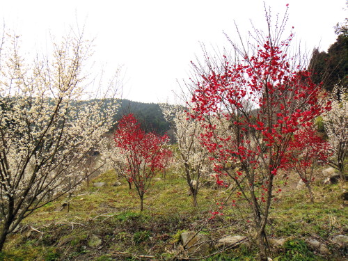 c0179351_20255290.jpg