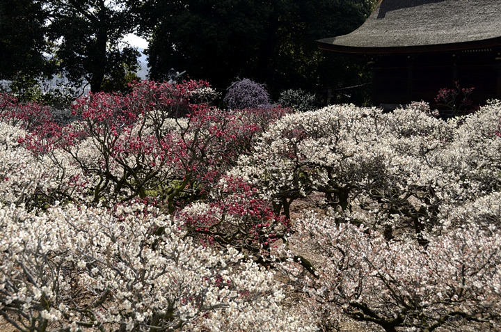 f0108478_14182142.jpg
