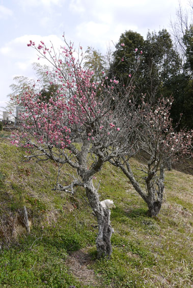 f0222692_1239233.jpg