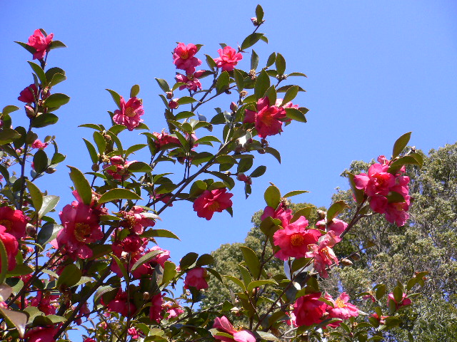 a0249215_9415255.jpg