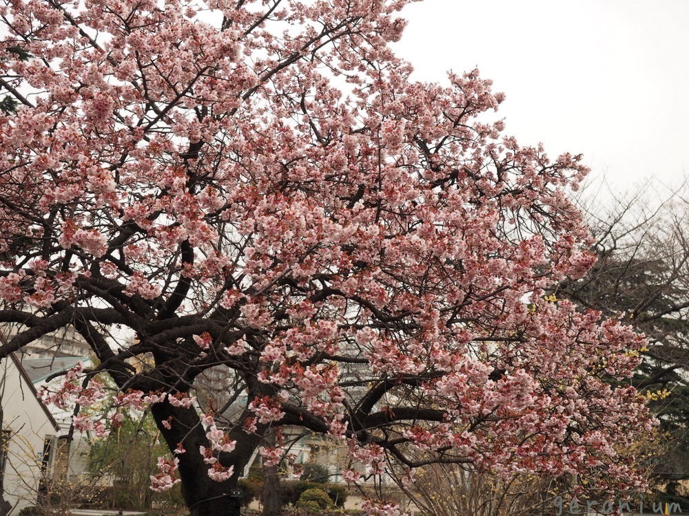 c0133533_00575259.jpg