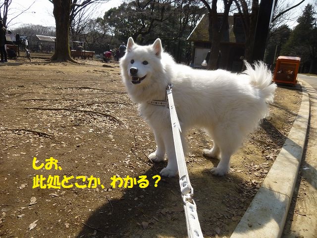 e0196135_23181698.jpg