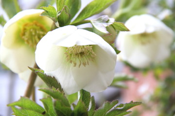 e0154682_17380728.jpg
